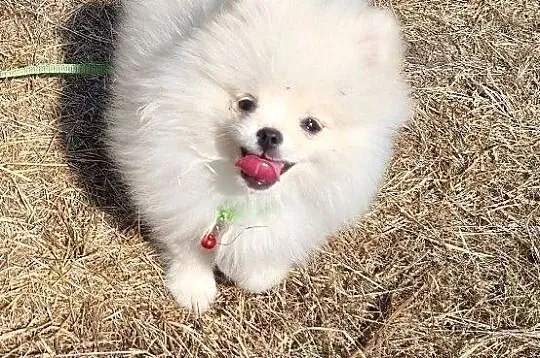 Pomeranian szpic miniaturowy, Małopolskie, Tarnów