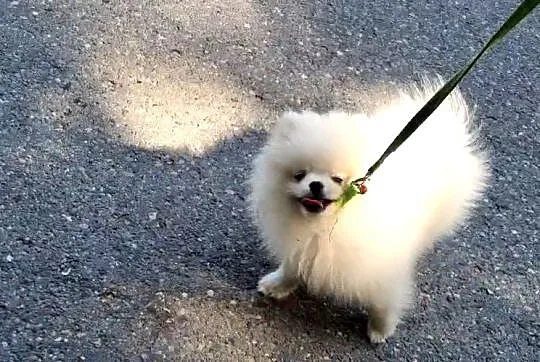 Pomeranian szpic miniaturowy, Małopolskie, Tarnów