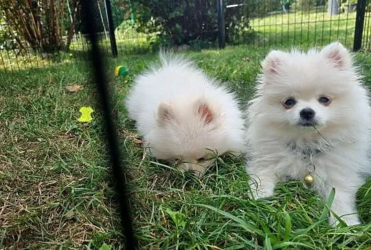 Pomeranian szpic miniaturowy, Małopolskie, Tarnów
