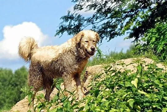 3-Letnia Goldenka Kochająca Ludzi