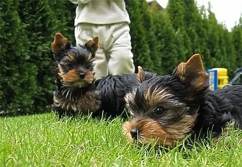 Yorkshire terrier z prawdziwym rodowodem ZKwP (FCI