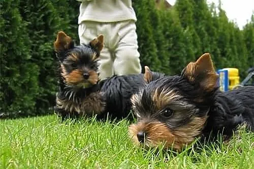 Yorkshire terrier z prawdziwym rodowodem ZKwP (FCI