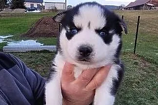 Rasa Husky Siberian, Małopolskie, Męcina