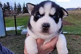 Rasa Husky Siberian, Małopolskie, Męcina