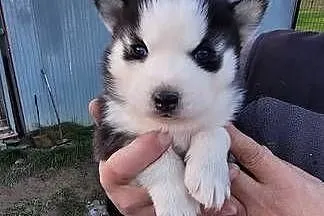 Rasa Husky Siberian, Małopolskie, Męcina