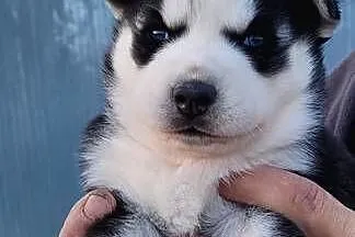 Rasa Husky Siberian, Małopolskie, Męcina