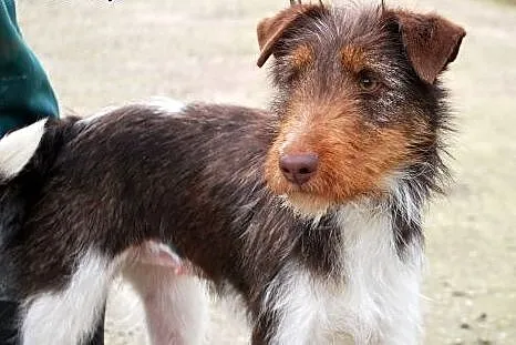 Rifka młoda,łagodna czekoladowo biała suczka mix terrier ADOPCJA,  śląskie Katowice