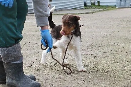 Rifka młoda,łagodna czekoladowo biała suczka mix t