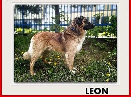 1,5roku,duży,40kg,łagodny,towarzyski,szczepiony pies LEON.Adopcja, mazowieckie Warszawa, Mazowieckie, Warszawa