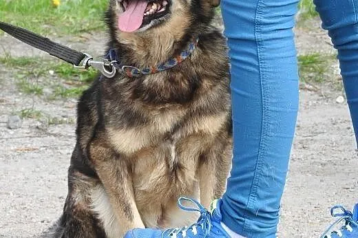 NIKO - miły, przyjacielski psiak, czy ktoś na Nieg