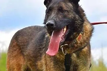 ARES - piękny, wyszkolony pies w typie owczarka do adopcji