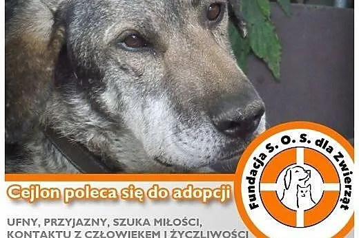 CEJLON – urocza przytulanka jak cała Sri