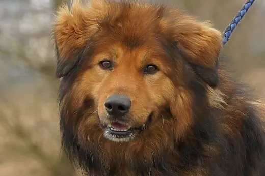 Niko :) pies, adopcja,  lubuskie Gorzów Wielkopolski