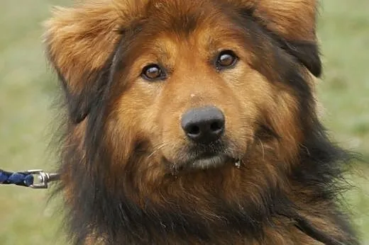 Niko :) pies, adopcja,  lubuskie Gorzów Wielkopols