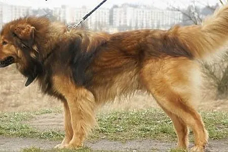 Niko :) pies, adopcja,  lubuskie Gorzów Wielkopols