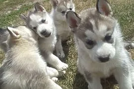 Zwierzęta>psy>Husky, Mokrsko