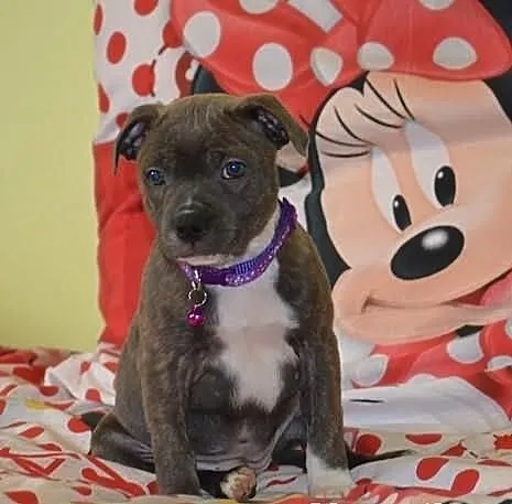 Staffordshire Bull Terrier - błękitna suczka