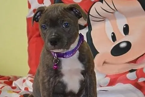 Staffordshire Bull Terrier - błękitna suczka