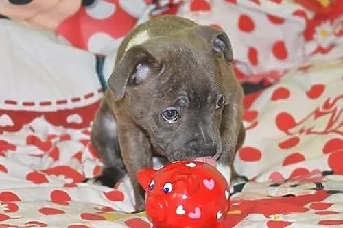 Staffordshire Bull Terrier - błękitna suczka