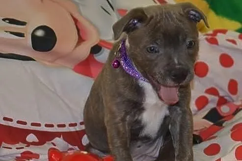 Staffordshire Bull Terrier - błękitna suczka