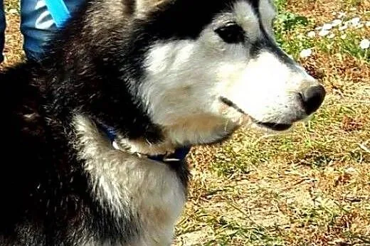 CASSIE spragniona Człowieka szuka domu,  wielkopol