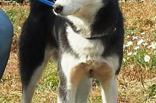CASSIE spragniona Człowieka szuka domu,  wielkopol
