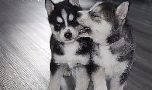 Słodkie Samce i samice Siberian Husky szczenięta n