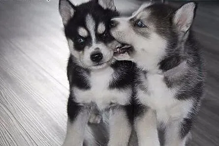 Słodkie Samce i samice Siberian Husky szczenięta n