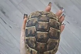 Żółw lądowy Testudo Graeca