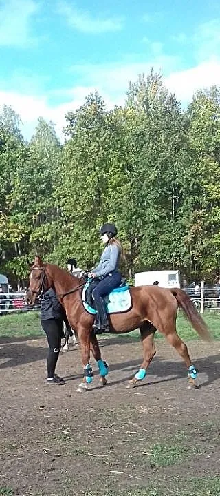 Grzeczny i doskonale wyszkolony profesor, , Jelcz-Laskowice