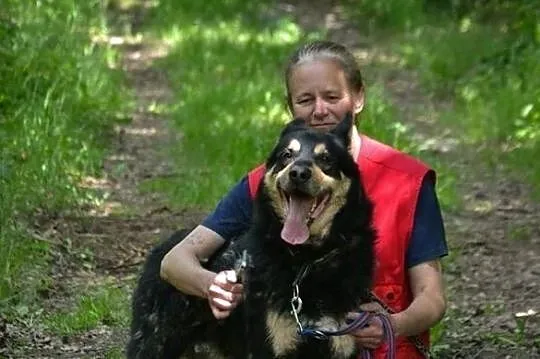 Guzik - duży pies, tylko dla doświadczonego człowi, Częstochowa