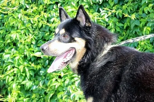 Guzik - duży pies, tylko dla doświadczonego człowi, Częstochowa