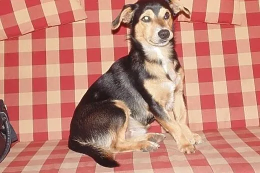 ROCZNY PIESEK SZUKA DOMU I PRZYJACIELA,  pomorskie