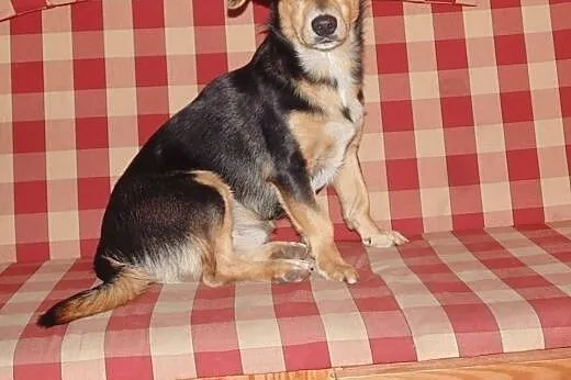 ROCZNY PIESEK SZUKA DOMU I PRZYJACIELA,  pomorskie
