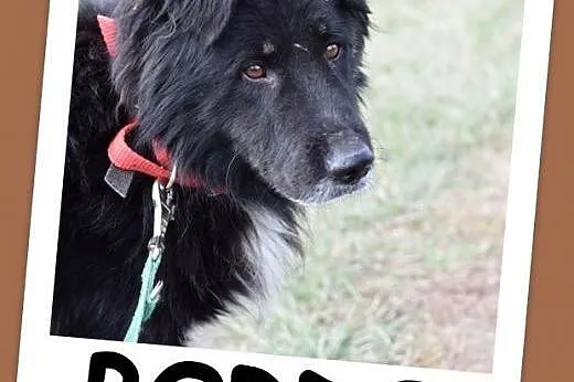 30 kg, przyjacielski,łagodny,spokojny pies BORDO.Adopcja,  dolnośląskie Wrocław