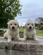 Most beautiful and outstanding golden Retriever puppies ready to make a new family awe