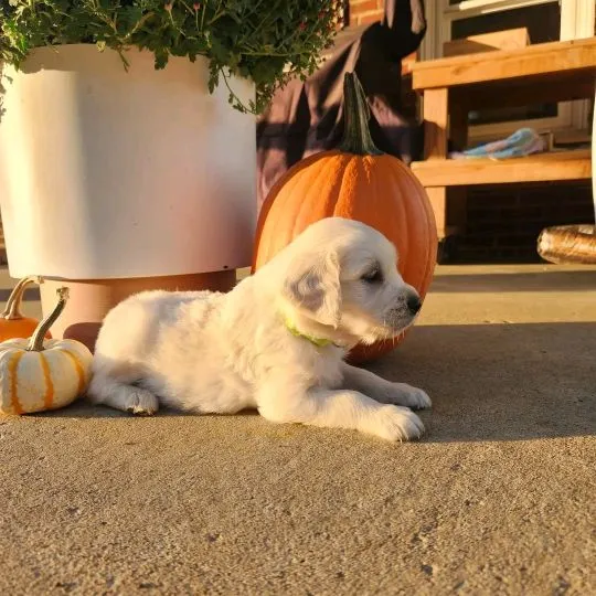 Most beautiful and outstanding golden Retriever puppies ready to make a new family awe, , Polanowiec
