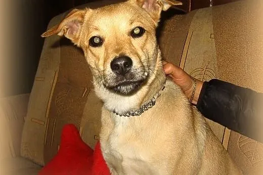 Piękna biszkoptowa sunia,wysterylizowana,10 miesiecy,adopcja!!,  świętokrzyskie Kielce