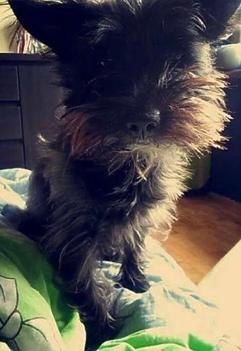 Mały kudłaty piesek szuka domu pilne, łódzkie Łód
