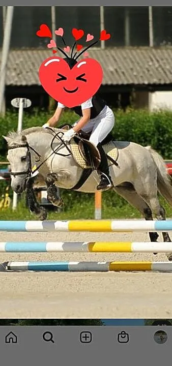 Wałach kuc 118 do rekreacji, ,