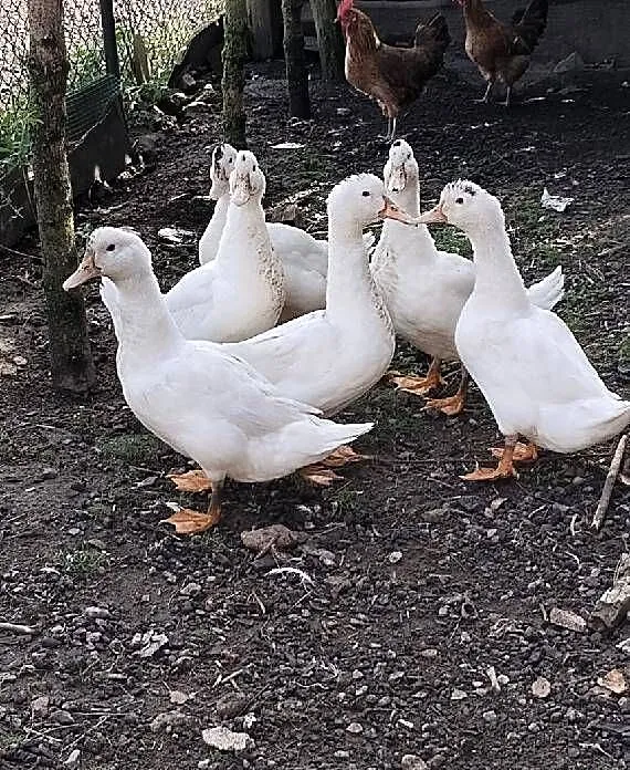 Kaczkogęsi Mulardy, Lubelskie, Piaski