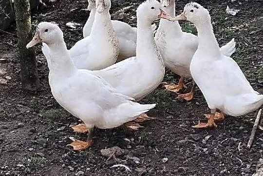 Kaczkogęsi Mulardy, Lubelskie, Piaski