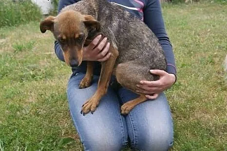 Frania, niewielka, niezwykle przyjazna suczka PILN