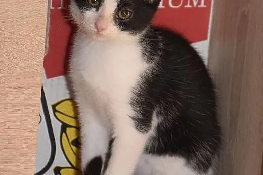Super przylepa Doris szuka domu,  śląskie Gliwice