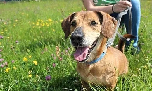 Rysiek - starszak do adopcji , dolnośląskie Jelen