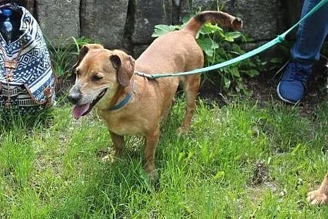Rysiek - starszak do adopcji ,  dolnośląskie Jelen