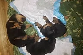 Rottwailer szczeniaczki