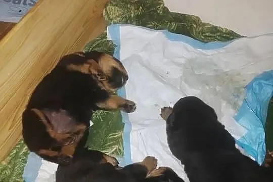 Rottwailer szczeniaczki, Małopolskie, Łękawica