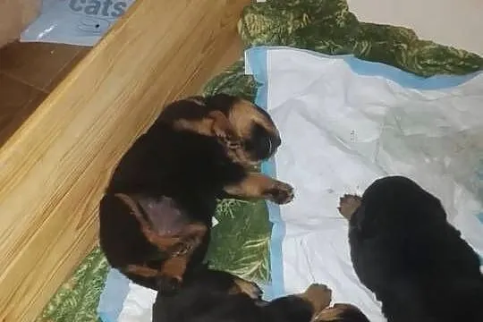 Rottwailer szczeniaczki, Małopolskie, Łękawica