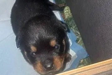 Rottwailer szczeniaczki, Małopolskie, Łękawica